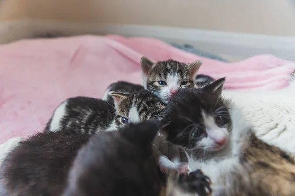 一群新生的小猫和它们的猫妈妈睡得很熟 高质量的照片 — 图库照片