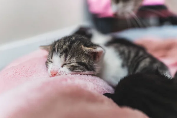 Kicsi Újszülött Cica Rózsaszín Takarón Alszik Kiváló Minőségű Fénykép — Stock Fotó