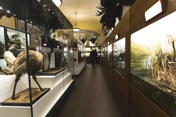 Animales Figuras Expuestas Wollaton Hall Museum Inglaterra Reino Unido Lugar —  Fotos de Stock
