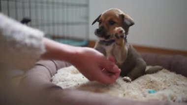 Heyecanlı küçük yavrular bir kadının elleriyle oynuyorlar- küçük köpek oyunu zamanı. Yüksek kalite 4k görüntü