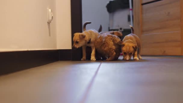 Cachorros Castanhos Raça Mista Cheiram Chão Sala Abrigo Para Cães — Vídeo de Stock