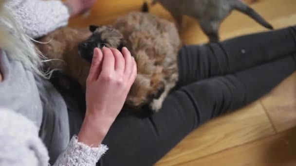 Νεαρή Γυναίκα Κάθεται Ξύλινο Πάτωμα Μιγάδες Κουτάβια Πηδάνε Στα Πόδια — Αρχείο Βίντεο