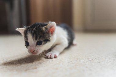 Yerde sürünen yeni doğmuş küçük tekir bir kedi yavrusu. Yüksek kalite fotoğraf