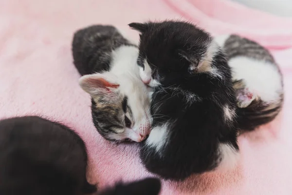 Tres Gatitos Recién Nacidos Abrazándose Firmemente Manta Rosa Foto Alta —  Fotos de Stock