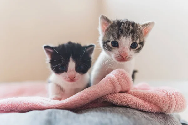 Frontansicht Zweier Neugeborener Kätzchen Mit Weißer Schnauze Die Die Kamera — Stockfoto