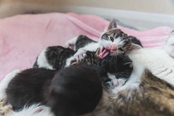 Grupo Gatinhos Recém Nascidos Dormindo Juntos Com Sua Mãe Gato — Fotografia de Stock