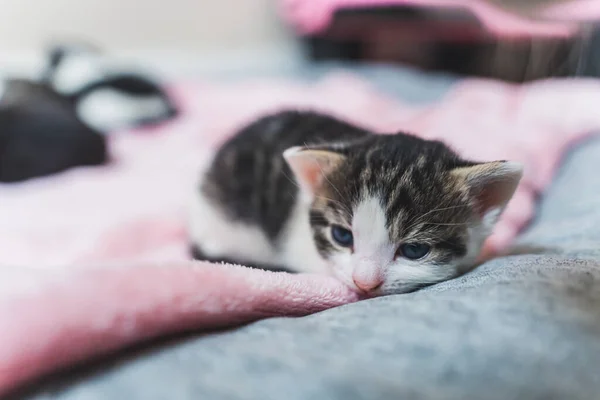 Крошечный Новорожденный Котенок Лежит Розовом Одеяле Изолированный Высокое Качество Фото — стоковое фото