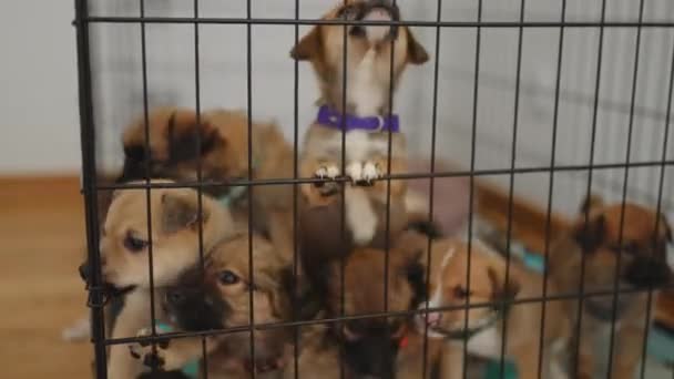 Özel Bir Köpek Barınağındaki Evcil Hayvan Kafesinden Kaçmaya Çalışan Melez — Stok video