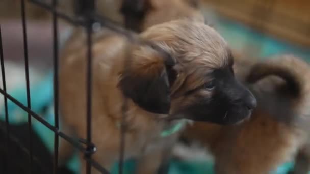 Mix Berkembang Biak Anak Anjing Lucu Belakang Kandang Hewan Peliharaan — Stok Video