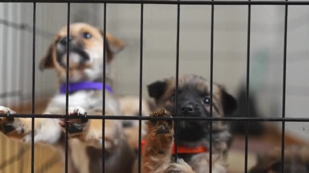 避難所の檻の中でミックス品種の小さな子犬が脱出しようとしている 屋内の鉄ペットケージ 高品質4K映像 — ストック動画