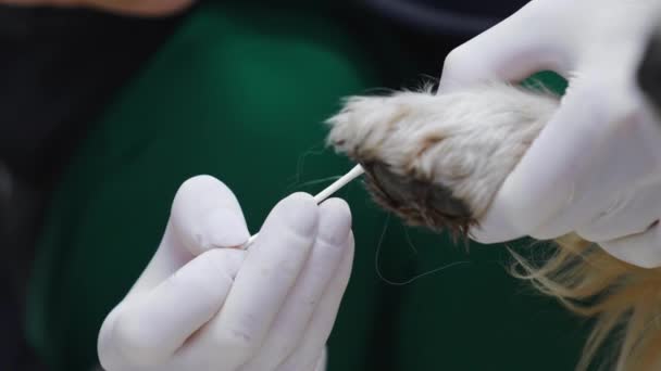 Veterinario Indossare Guanti Pulizia Cani Zampette Utilizzando Batuffolo Cotone Rifugio — Video Stock
