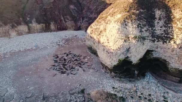 海豹停靠在英国弗兰伯勒头海滩上高质量的4K镜头 — 图库视频影像