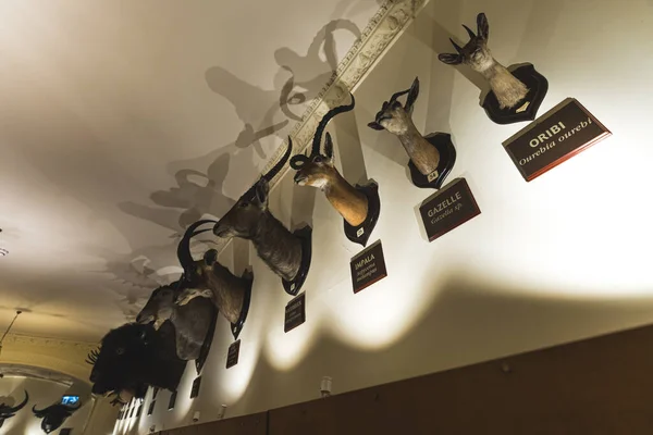 stock image low angle view of mounted heads of animals on the wall, Natural History Museum, Nottingham, UK. High quality photo