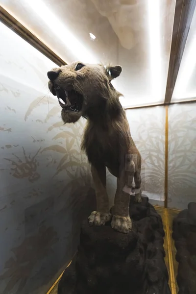 Πλήρης Εικόνα Μιας Τίγρης Πίσω Από Γυαλί Στο Μουσείο Wollaton — Φωτογραφία Αρχείου