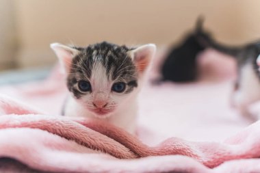 Kameraya bakan mavi gözlü, tekir bir yavru kedinin yakından görüntüsü. Yüksek kalite fotoğraf
