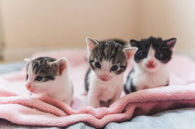 Pembe bir battaniyenin üzerinde kameraya bakan üç yeni doğmuş kedi yavrusunun ön görüntüsü. Yüksek kalite fotoğraf