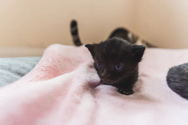 Fekete Újszülött Cica Mászik Egy Rózsaszín Takarón Kiváló Minőségű Fénykép — Stock Fotó