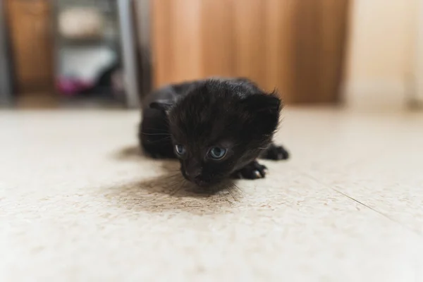 Черный Новорожденный Котёнок Ползает Полу Высокое Качество Фото — стоковое фото