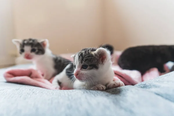 Group of colored newborn kittens on a pink blanket . High quality photo