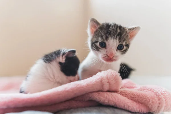 Isolierte Frontansicht Von Winzigen Kätzchen Zusammen Auf Einer Rosa Decke — Stockfoto