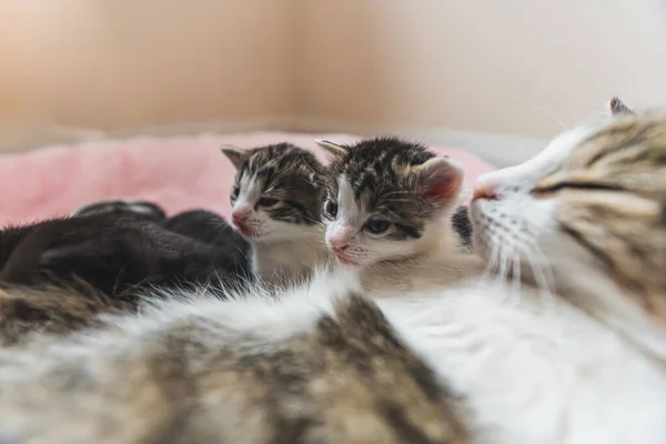 Newborn tabby kittens with their sleepy cat mom . High quality photo