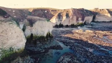 Martılar yuvalarının etrafında Flamborough Tepesi 'nin yamaçlarında uçuyorlar. Yüksek kalite 4k görüntü