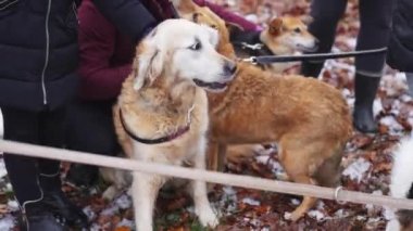 Köpek barınağındaki dişi gönüllü köpekler kışın güzel bir ormanda yürüyüşe çıkarlar. Köpek tasması tutuyor. Yüksek kalite 4K görüntü