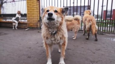 İzlanda çoban köpeği köpek barınağında kuyruğunu metal çitlerin arkasında sallarken havlıyor. Yüksek kalite 4k görüntü