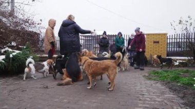 Gönüllüler, metal çit kapısının önündeki özel bir köpek barınağında sokak köpeklerini besliyor. Yüksek kalite 4k görüntü