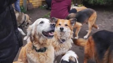 Aç sokak köpekleri köpek barınağında ikram almak için gönüllü olan kadınlara bakıyor. Yüksek kalite 4k görüntü
