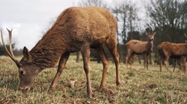 Wollaton AVM 'de geyik otlatma sürüsü. Yüksek kalite 4k görüntü