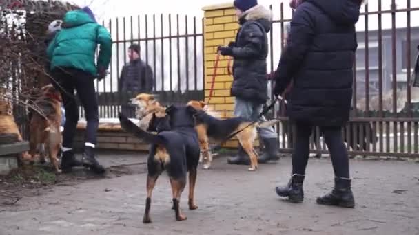 Kışlık Ceketli Kadın Gönüllüler Kış Mevsiminde Köpekleri Metal Çit Kapısında — Stok video