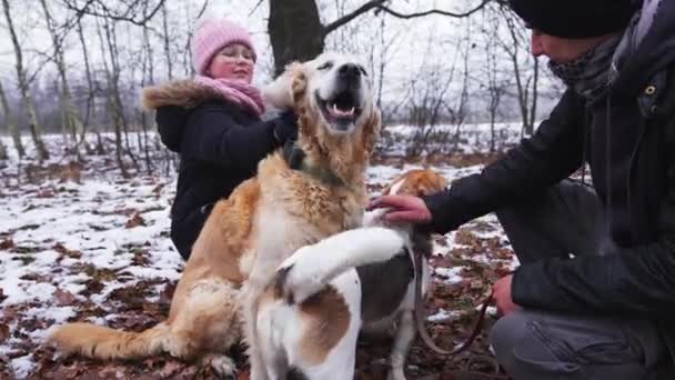 Tierheimmitarbeiter Mit Mischlingshunden Streunen Winter Einem Schönen Wald Hochwertiges Filmmaterial — Stockvideo