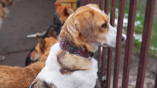 混血品种的大狗通过铁栅栏看在狗庇护所设施 救援狗 高质量的4K镜头 — 图库视频影像