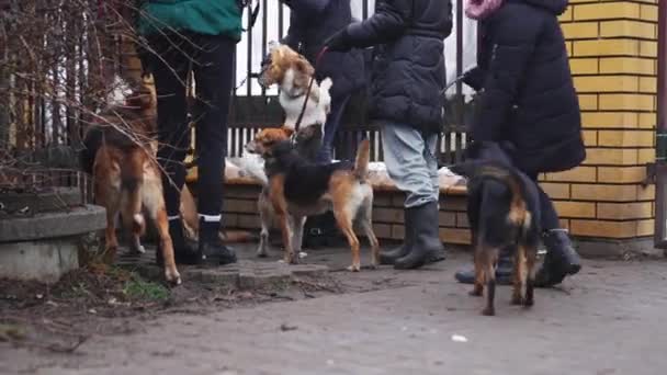 Arbeiterinnen Mit Schutzhunden Spazieren Winter Durch Das Metallgittertor Hochwertiges Filmmaterial — Stockvideo