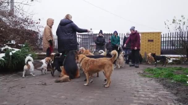 Voluntarios Alimentando Perros Callejeros Refugio Privado Frente Puerta Valla Metálica — Vídeos de Stock