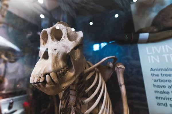 Vista Primer Plano Esqueleto Orangután Wollaton Hall Museum Reino Unido —  Fotos de Stock