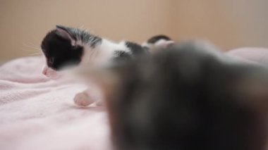 Siyah ve beyaz yeni doğmuş kedi yavrusu ilk adımlarını atıyor. Yüksek kalite 4k görüntü