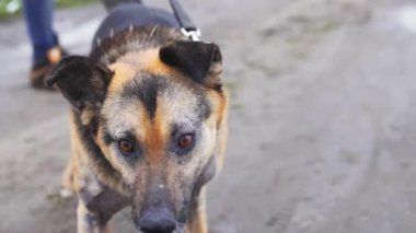 Köpek barınağının dışında tasmalı bir Alman çoban köpeğini tutan gönüllü. Köpekleri yürüyüşe çıkarıyorum. Yüksek kalite 4k görüntü