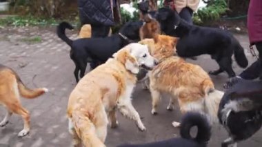 Dişi gönüllüler, bir köpek barınağında melez aç sokak köpeklerine ikramda bulunuyor. Yüksek kalite 4K görüntü