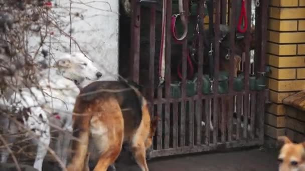 狗舍主人关上了狗笼的门 里面放着德国牧羊犬和一只大白狗 高质量的4K镜头 — 图库视频影像