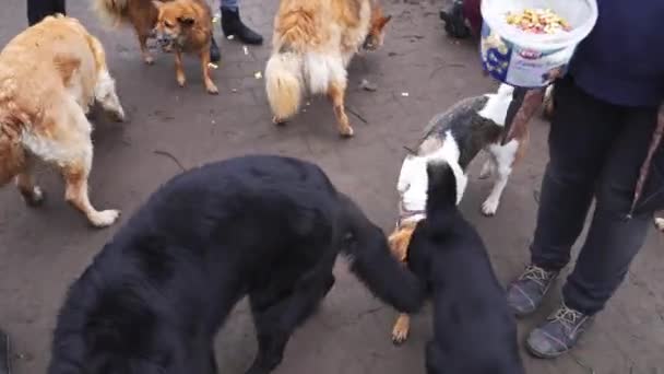 Mujeres Voluntarias Alimentando Perros Callejeros Cubo Golosinas Refugio Privado Para — Vídeos de Stock
