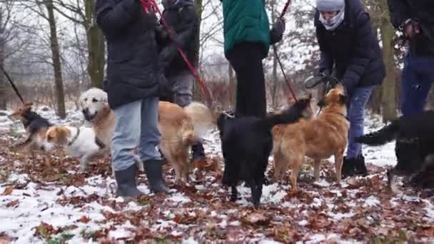 一群带着防空洞犬的女志愿者在冬天出去散步 混血儿无家可归的狗 高质量的4K镜头 — 图库视频影像
