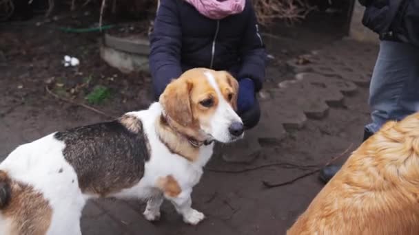 Σκύλος Καταφύγιο Εθελοντής Χειμωνιάτικα Ρούχα Χάιδεμα Ένα Μίγμα Φυλή Λευκό — Αρχείο Βίντεο