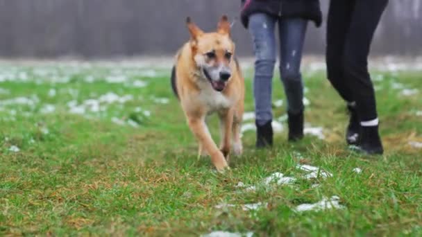 私設犬小屋で女性ボランティアと散歩するためにドイツの羊飼いの犬 高品質4K映像 — ストック動画