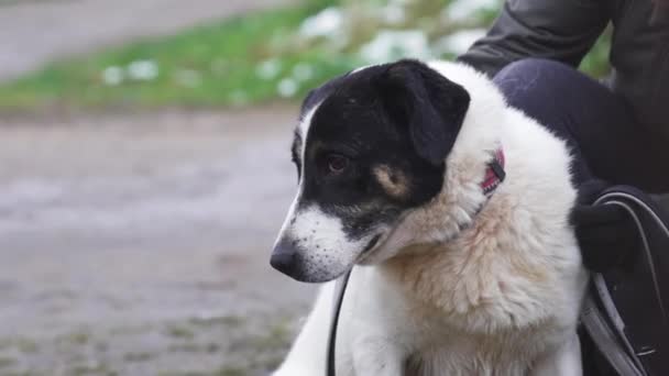 Jeune Femme Caressant Chien Fox Terrier Noir Blanc Attaché Une — Video