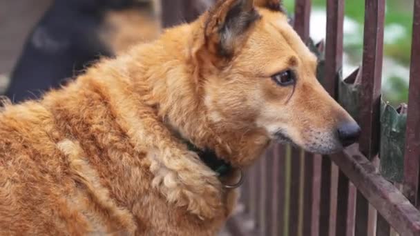 大金毛牧羊犬透过金属栅栏在狗舍里寻找 动物帮助的概念 高质量的4K镜头 — 图库视频影像