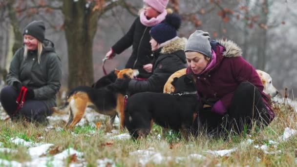 冬天带着狗出去到美丽的森林里散步 为女性志愿者提供狗栖身之所 高质量的4K镜头 — 图库视频影像