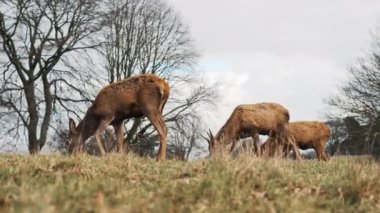 Wollaton Alışveriş Merkezi 'nde kızıl geyik sürüsü. Yüksek kalite 4k görüntü