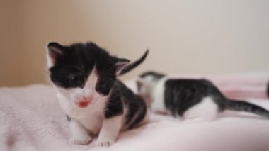 Birkaç haftalık mavi gözlü kedi yavrusu kameraya bakıyor. Yüksek kalite 4k görüntü